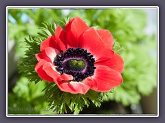 Kronenanemone - Anemone coronaria