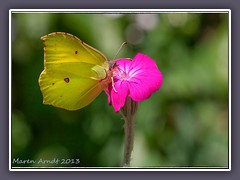 Kronenlichtnelke oder Vexiernelke Lychnis coronaria