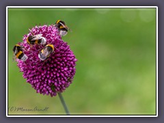 Kugelköpfiger Lauch - Allium-sphaerocephalon