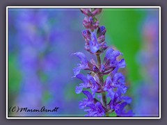 Langblättriger Ehrenpreis - Veronica maritima