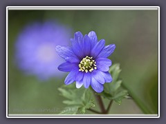 Blaue Anemone
