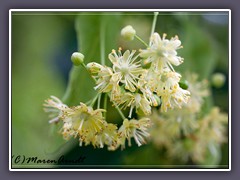 Lindenblüten - Tilia