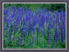 Lupinen - Lupinus angustifolius)