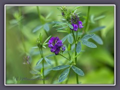 Luzerne - Medicago sativa