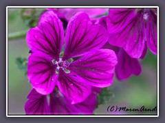 Mauretanische Malve - Malva mauretania