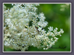 Mädesüss mit Rosenkäfer