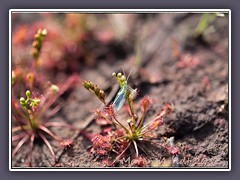 Mittlerer Sonnentau - Drosera intermedia