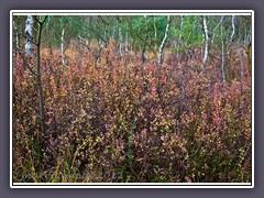 Moorbeeren im Moor