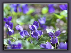Märzveilchen - Viola odorata