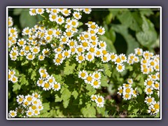 Mutterkraut - Tanacetum-parthenium