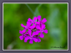 Nelkenleimkraut - Atocion armeria