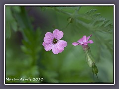 Pechnelke - Silene viscaria