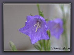 Pfirsichblättrige Glockenblume - Campanula-persicifolia