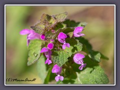 Purpurrote Taubnessel - Lamium purpureum