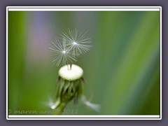 Pusteblume