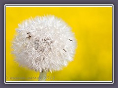 Pusteblume vor einem Rapsfeld