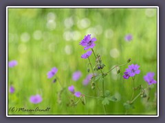 Pyrenäen Storchenschnabel - Geranium-pyrenaicum