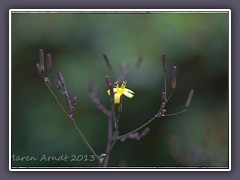 Rainkohl - Lapsana-communis