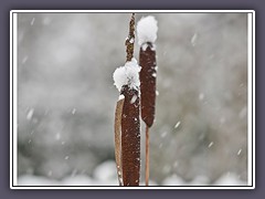 Rohrkolben im Schnee