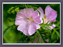 Rosa Moschus-Malve