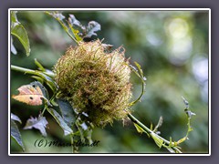 Rosengalle auf Wildrose