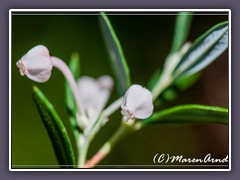 Rosmarinheide - Andromeda polifolia