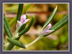 Rosmarinheide Knospen