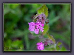 Rote Lichtnelke - Silenedioica