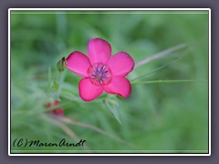 Roter Lein - Linum grandifloru