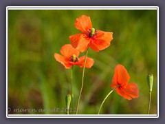 Sandmohn