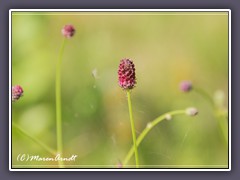 Sanguisorba-officinalis - Grosser-Wiesenknopf