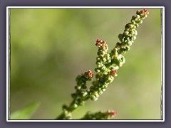 Sauerampferblüten - Rumex acetosa