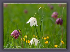 Schachbrettblumenwiese