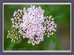 Schafgarbe Achillea-Millefolium