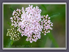 Schafgarbe Achillea-Millefolium