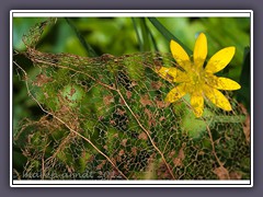 Scharbockskrautblüte