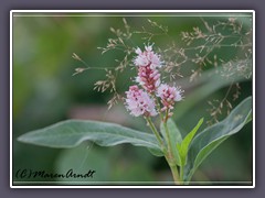 Schlangenknöterich - Bistorta officinalis