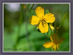 Schöllkraut - Chelidonium-majus