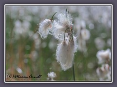 Schmalblättriges Wollgras - Eriophorum angustifolium