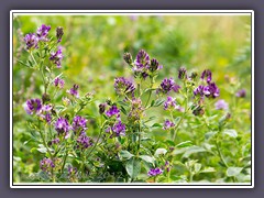 Schneckenklee - Medicago sativa Schneckenklee