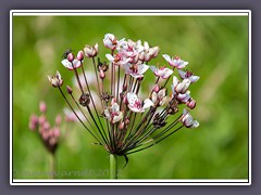 Schwanenblume