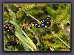 Schwarze Krähenbeere - Empetrum nigrum