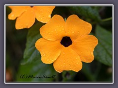 Schwarzäugige Susanne - Thunbergia alata