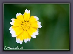 Speisechrysantheme - Chrysanthenum coronarium