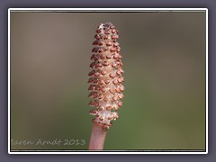 Sporenähre des Ackerschachtelhalms im Frühjahr