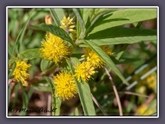 Straußblütiger Gilbweiderich  - Lysimachia thyrsiflora