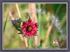 Sumpfblutauge - Potentilla palustris 