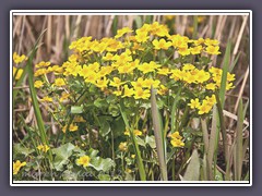 Sumpfdotterblumen im Schilf