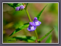 Sumpf-Helmkraut - Blüten