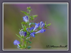 Sumpf-Helmkraut - Scutellaria galericulata